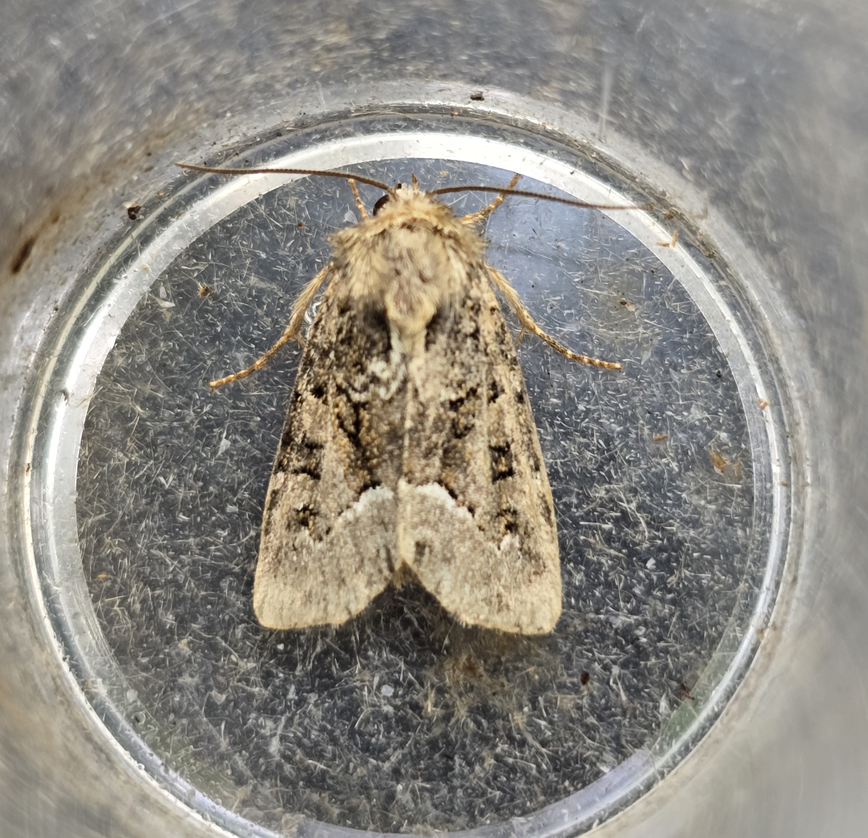 Photo of Marbled Minor (Oligia strigilis)